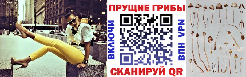 Купить  Плавск  Псилоцибиновые грибы мицелий 